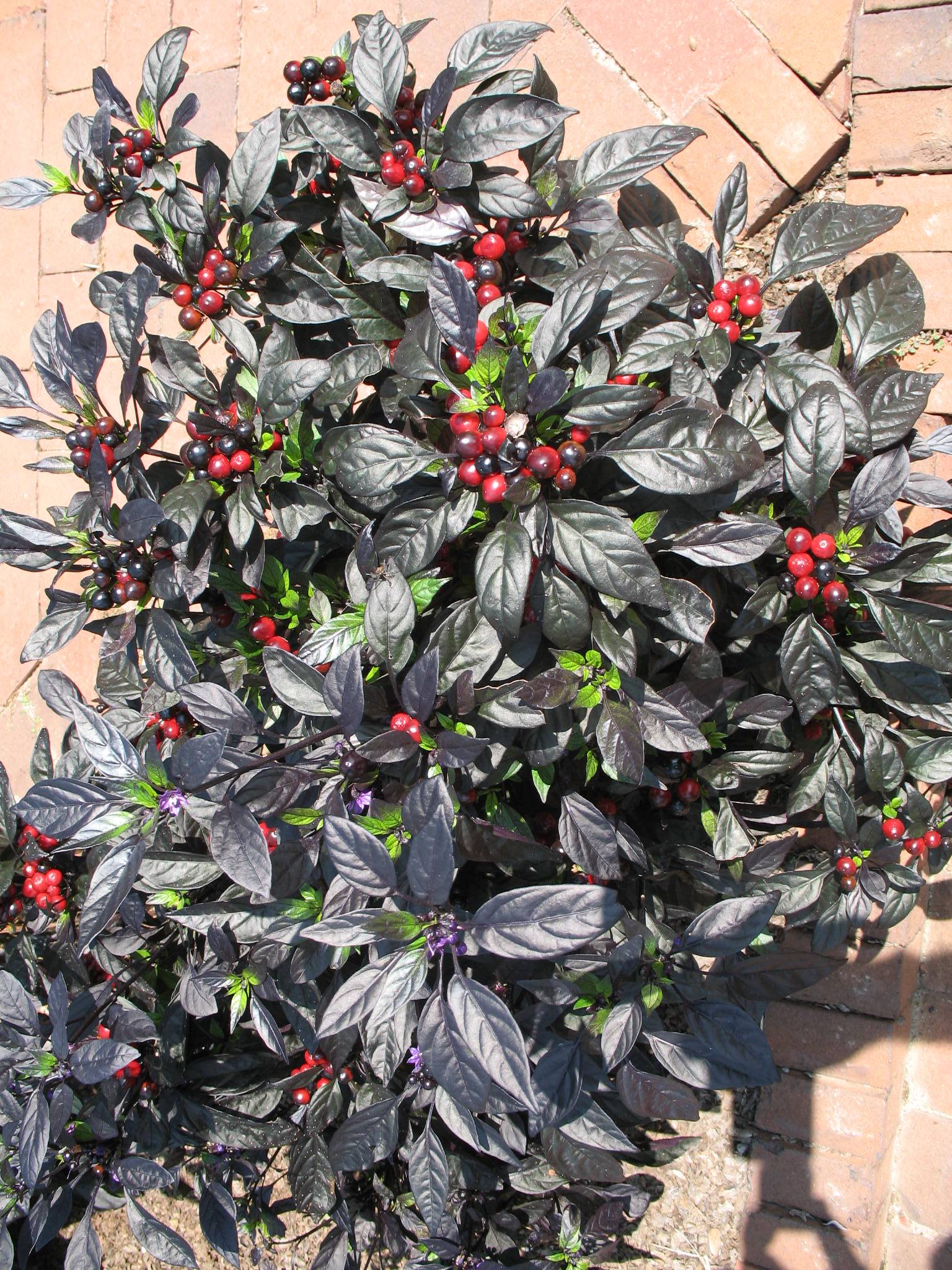 Online Plant Guide Capsicum annuum 'Black Pearl' / Black Pearl
